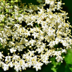 Wildobst GbR Rosengarten