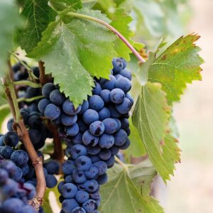 Weinerlebnistour mit schwäbischen Tapas: Weinsberger Tal & Löwenstein