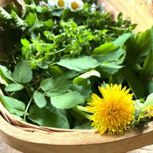 Wildkräuter Smoothies – Teil 1