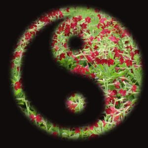 Traditionelle Chinesische Medizin – Alterntive Therapien für die Frau